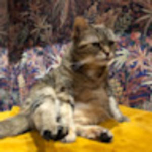 Meet your Posher, Kit